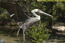 pelican landing